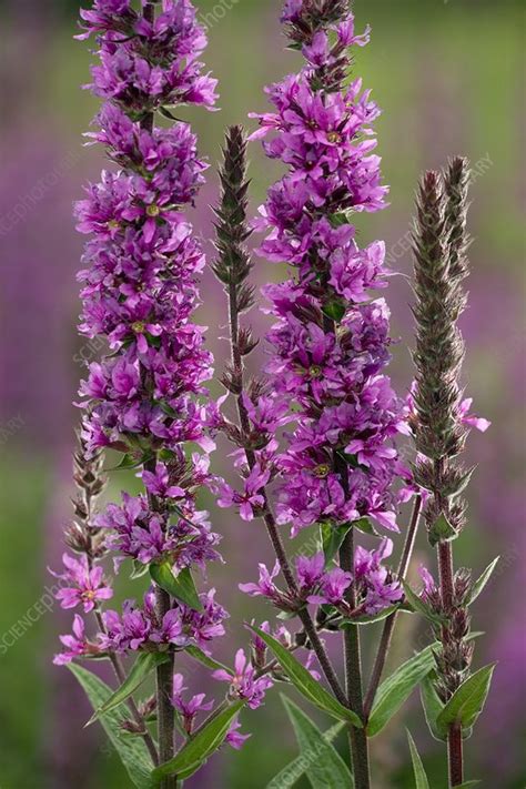 Lythrum Salicaria - Purple Loosestrife, Loosestrife